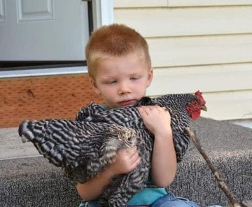 DIY Chicken Waterer and Feeder From 5-Gallon Buckets