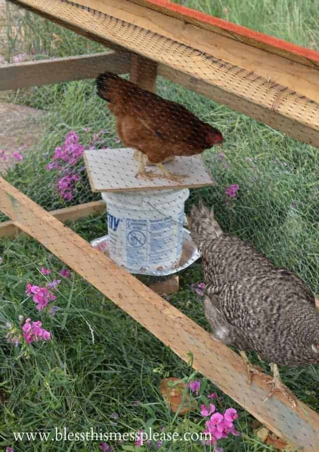 chicken feeder from bucket with top perch.