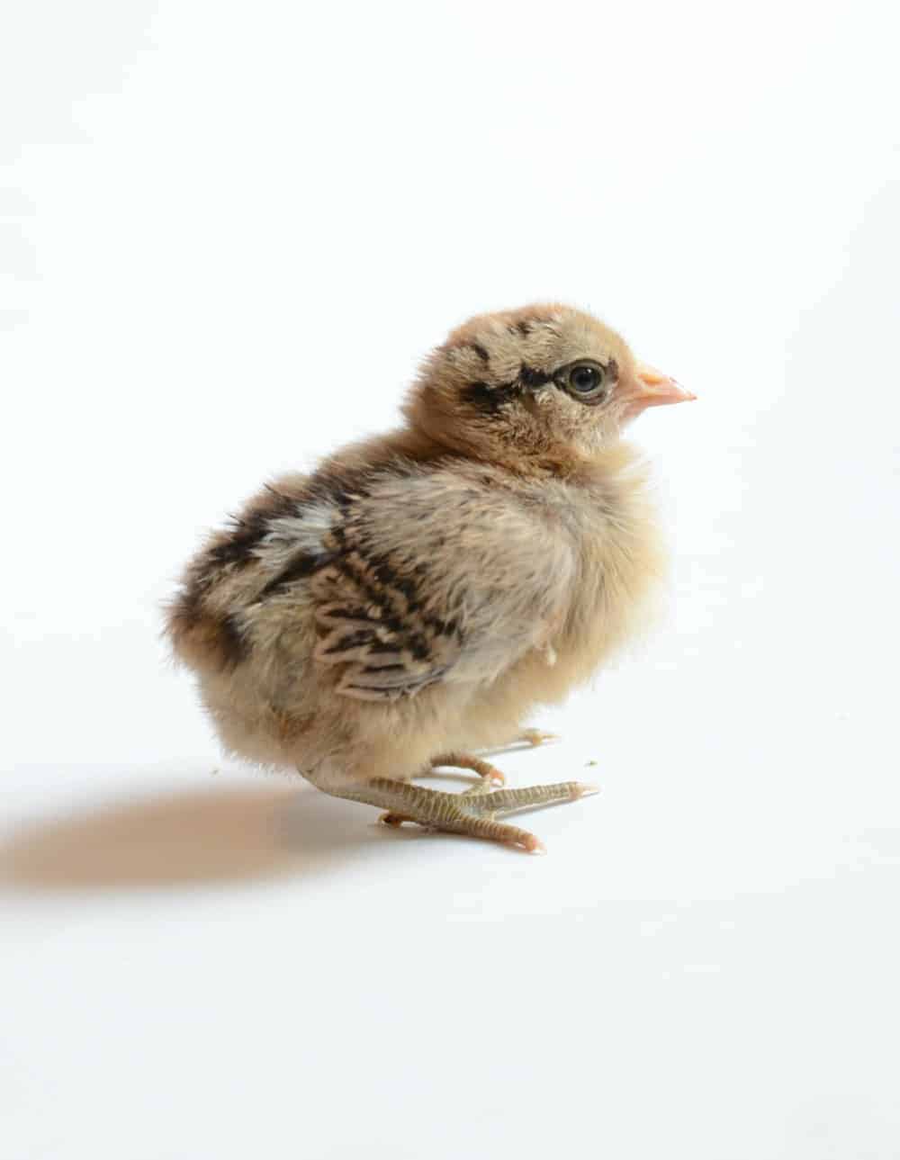 What I Wish I'd Known When My First Baby Was Born - Baby Chick