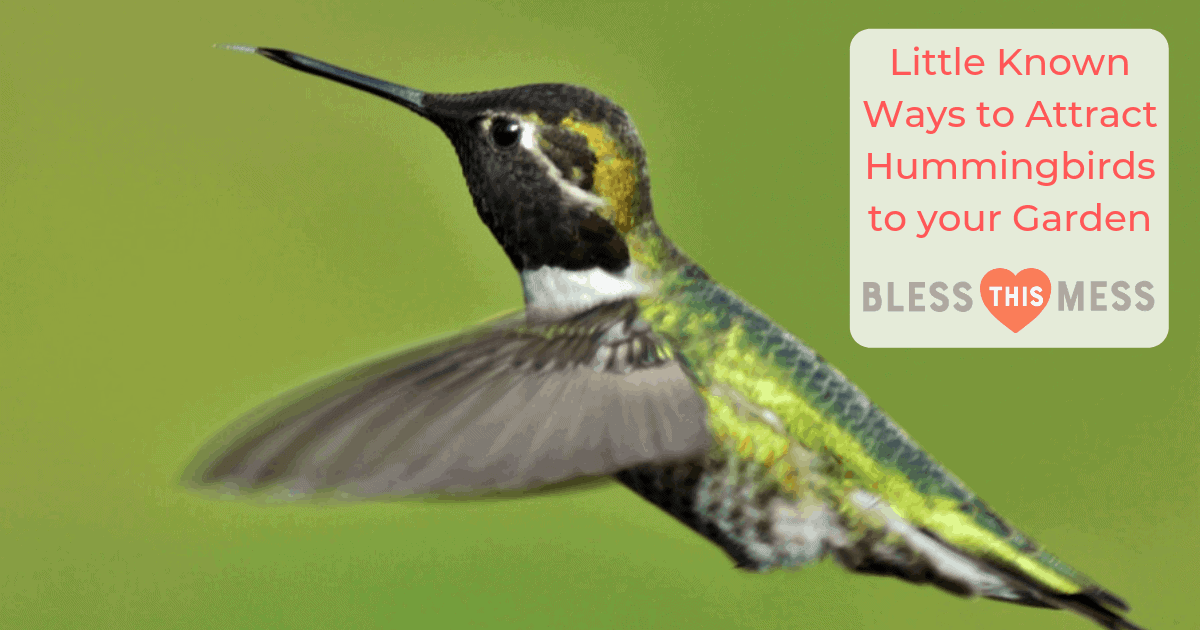 Little Known Ways to Attract Hummingbirds to your Garden — Bless this Mess