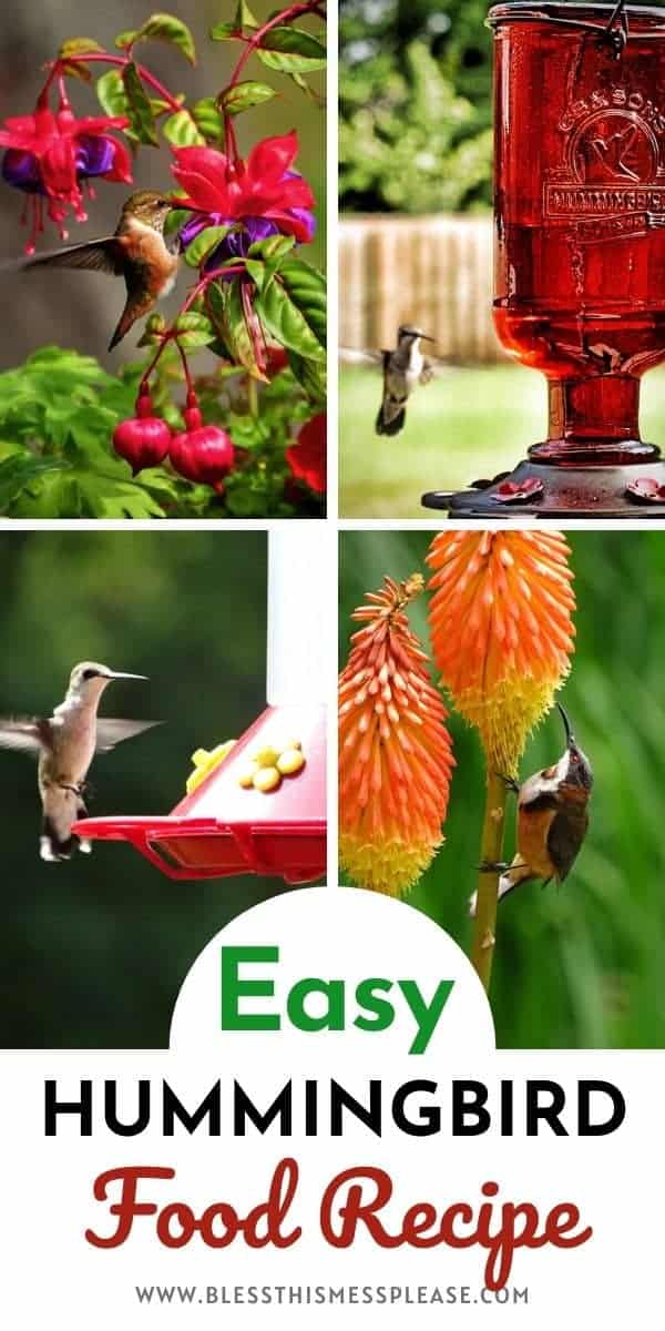 How To Make Hummingbird Food At Home: Easy DIY Nectar Recipe | Best Diy Pro