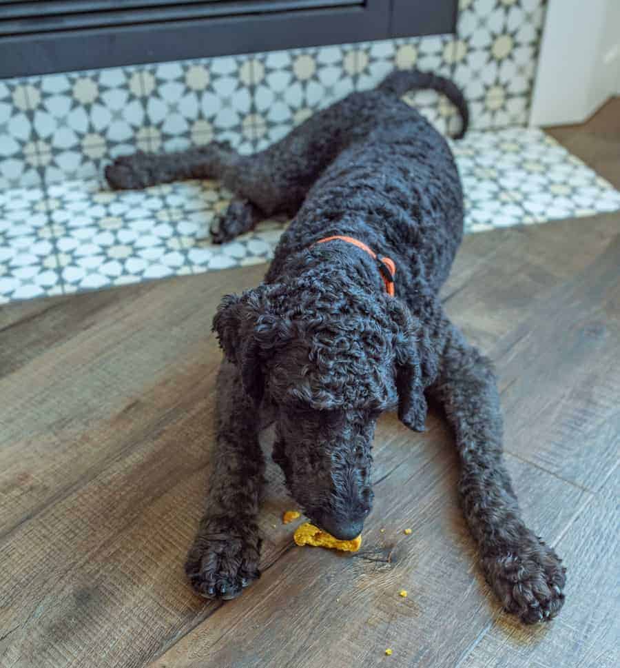black aussie-doodle laying on the floor eating a pumpkin dog treat.