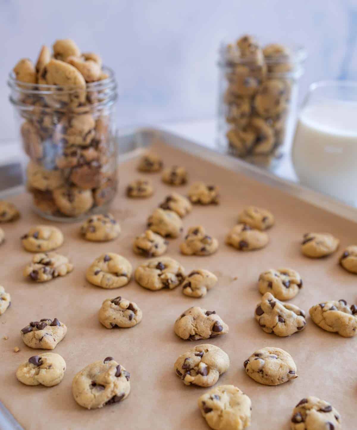 A baking tray with freshly baked mini chocolate chip cookies on parchment paper. In the background, there are two jars filled with more cookies and a glass of milk. The scene is set on a light-colored surface.